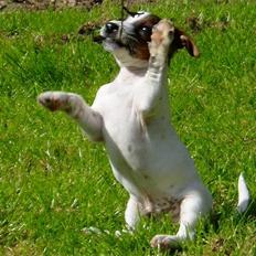 Jack russell terrier Tarzan