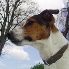 Jack russell terrier Tarzan