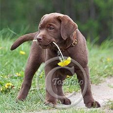 Labrador retriever Brown Hunts Bertha R.I.P.