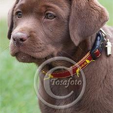 Labrador retriever Brown Hunts Bertha R.I.P.