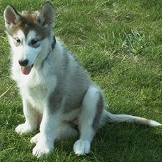 Alaskan malamute Aisha