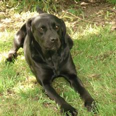Labrador retriever Teglgaardens Maj