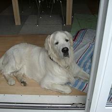 Golden retriever McCartney