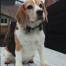 Beagle Honey