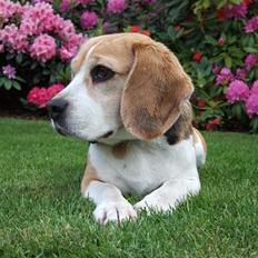 Beagle Honey