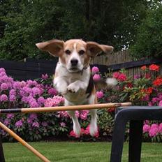 Beagle Honey