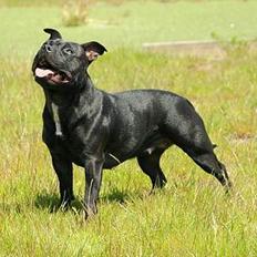 Staffordshire bull terrier Yasmin