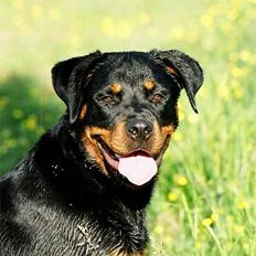 Rottweiler *Nala*  R.I.P.