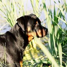 Rottweiler *Nala*  R.I.P.