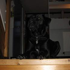 Blanding af racer Amie 