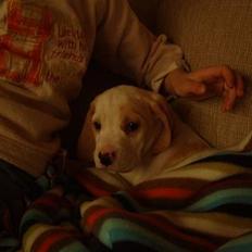 Blanding af racer Balou