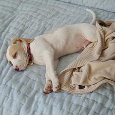 Blanding af racer Balou