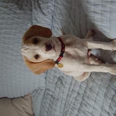 Blanding af racer Balou