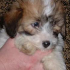 Coton de tulear Romy of gentle mind