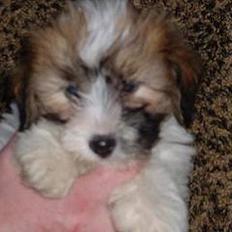 Coton de tulear Romy of gentle mind