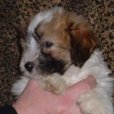 Coton de tulear Romy of gentle mind