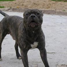 Amerikansk staffordshire terrier Banzai den bedste