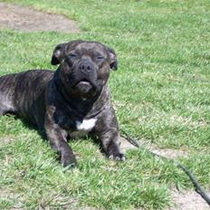Amerikansk staffordshire terrier Banzai den bedste