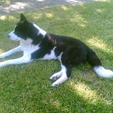 Karelsk bjørnehund Bjørnehusets Takki*Død*