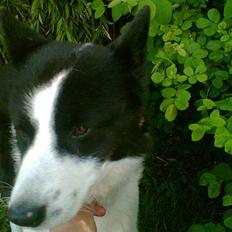 Karelsk bjørnehund Bjørnehusets Takki*Død*