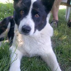 Karelsk bjørnehund Bjørnehusets Lykke *DØD*