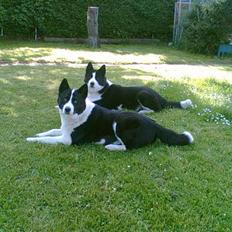 Karelsk bjørnehund Bjørnehusets Lykke *DØD*