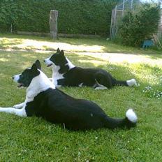 Karelsk bjørnehund Bjørnehusets Lykke *DØD*