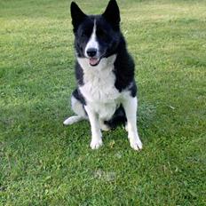 Karelsk bjørnehund Kan trace Tender touch