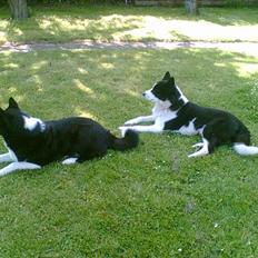 Karelsk bjørnehund Kan trace Tender touch