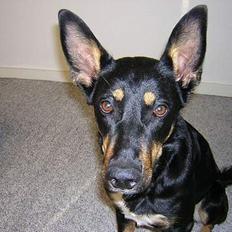 Blanding af racer Daisy*RIP*