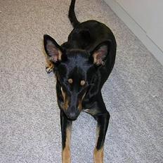 Blanding af racer Daisy*RIP*