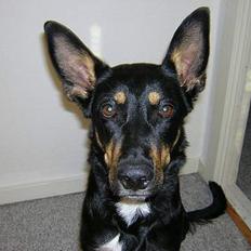 Blanding af racer Daisy*RIP*