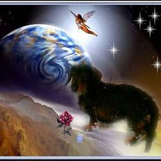 Gravhund Simba**død**