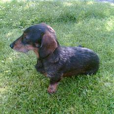 Gravhund Simba**død**