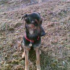 Blanding af racer Maggie