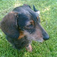 Gravhund Simba**død**