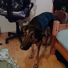 Blanding af racer Maggie