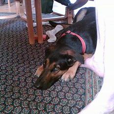 Blanding af racer Maggie