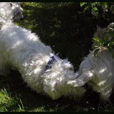 West highland white terrier TRIMMEKURSUS d. 4. juni 