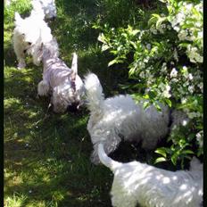 West highland white terrier TRIMMEKURSUS d. 4. juni 