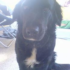 Labrador retriever Line