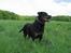 Rottweiler Clair (R.I.P 2010) - Clair maj 2006