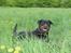 Rottweiler Clair (R.I.P 2010) - Clair maj 2006