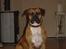 Amerikansk bulldog Tess