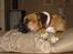 Amerikansk bulldog Tess