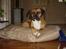 Amerikansk bulldog Tess