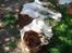 Engelsk springer spaniel Luie