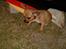 Chihuahua gizmo *rip* - gizmo 3 md