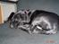 Blanding af racer Boogie  - Boogie da vi lige havde fået ham "ZzZzZzzzZZZzz"