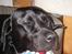 Labrador retriever Formel 1 *Fie <3* - ZzZzZzzzzzzzz